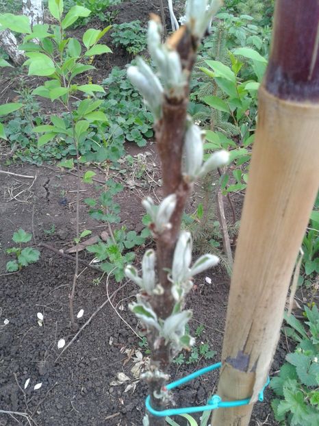 Fotografie0030 - Pomi fructiferi columnari si pitici 2017