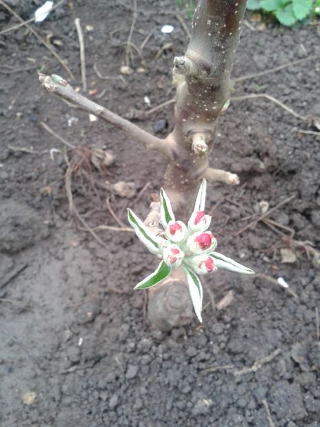 Fotografie0033 - Pomi fructiferi columnari si pitici 2017