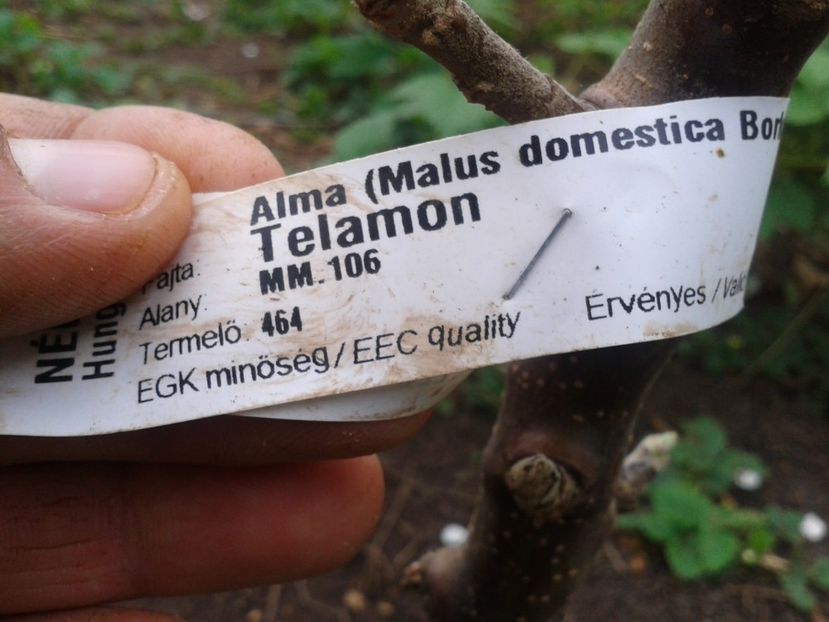 Fotografie0034 - Pomi fructiferi columnari si pitici 2017