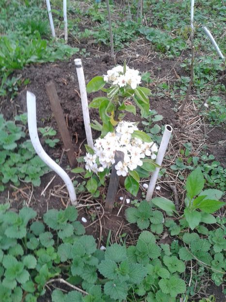 par pitic 30cm - Pomi fructiferi columnari si pitici 2017