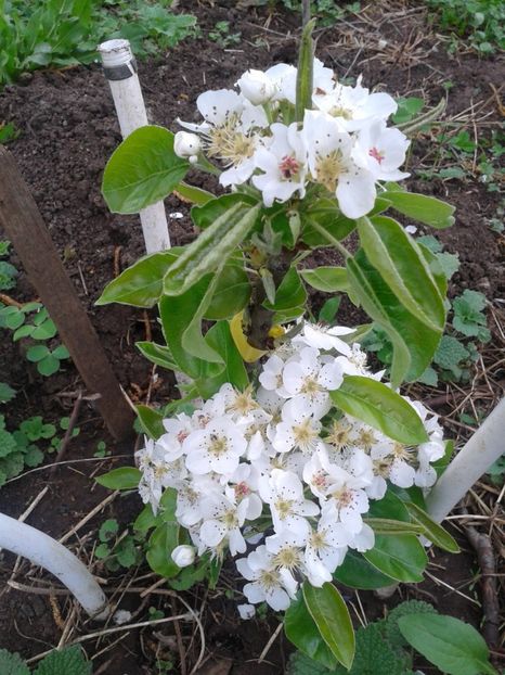 Fotografie0042 - Pomi fructiferi columnari si pitici 2017