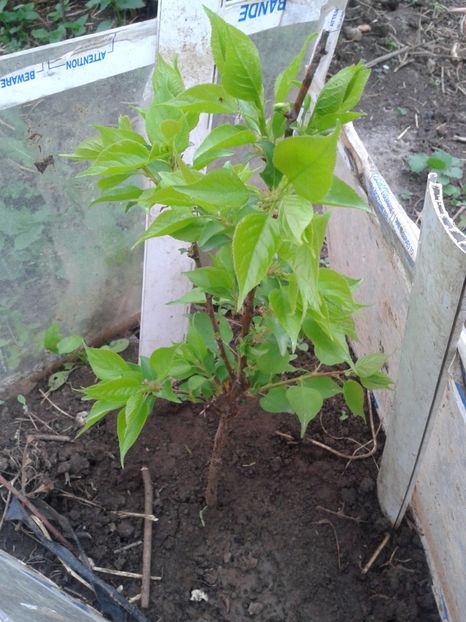 cais pitic 30cm - Pomi fructiferi columnari si pitici 2017