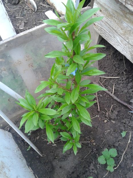 nectarin pitic 30cm - Pomi fructiferi columnari si pitici 2017