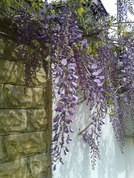 glicina mov - 0 Plante ornamentale