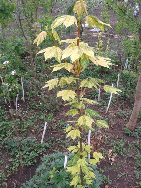 artar variegat 1,30cm-70lei - 0 Plante ornamentale