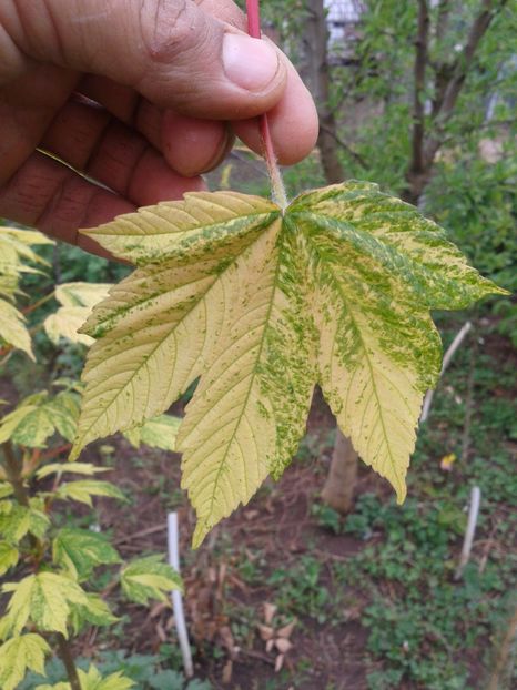 Fotografie0020 - 0 Plante ornamentale