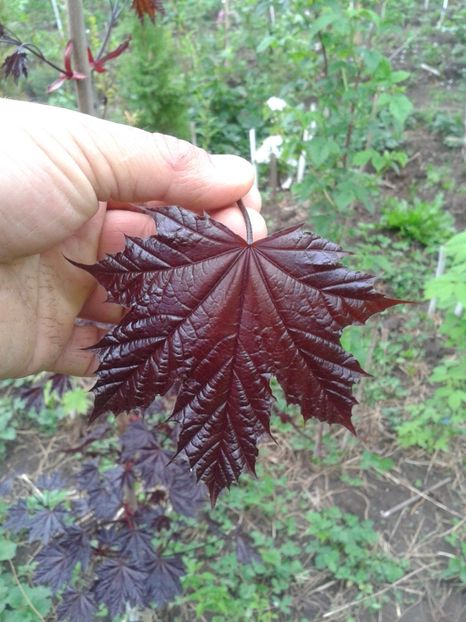 frunza artar canadian - 0 Plante ornamentale