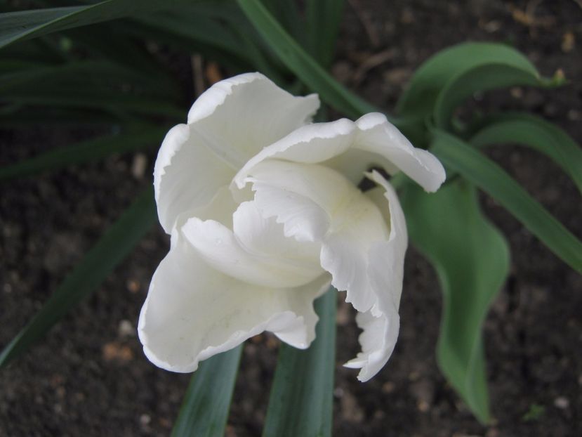  - A-A Gradina cu flori 2017