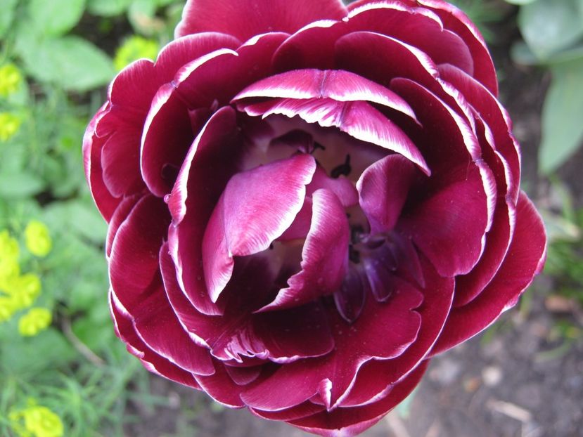  - A-A Gradina cu flori 2017