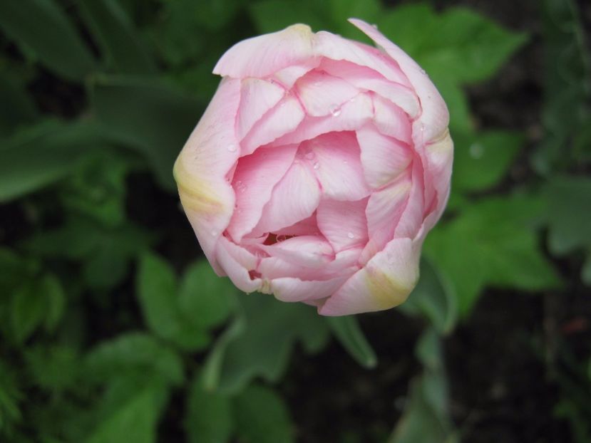  - A-A Gradina cu flori 2017