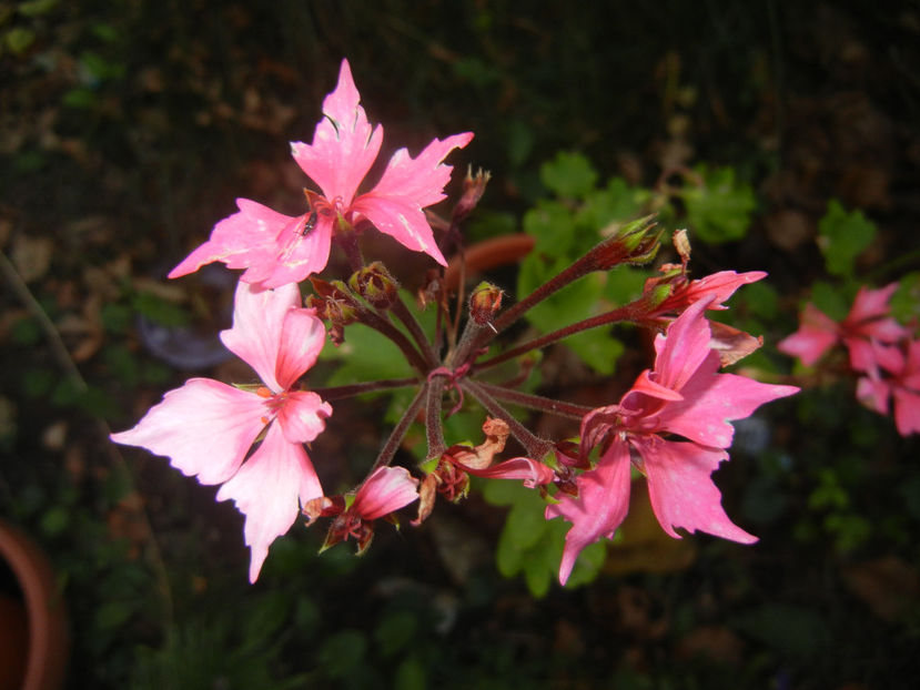 Pink Stellar Geranium (2016, Sep.28) - Geranium Stellar Pink