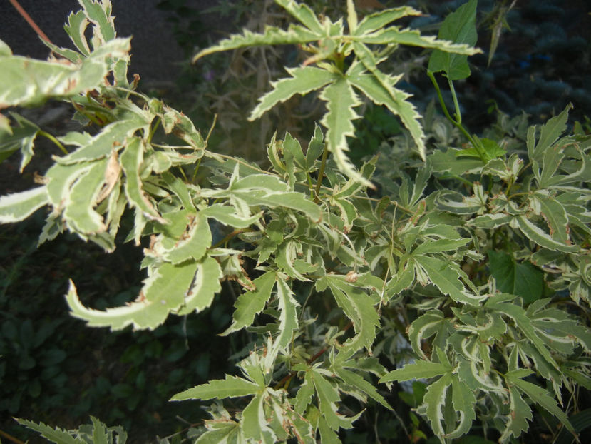Acer palmatum Butterfly (2016, Sep.18) - Acer palmatum Butterfly