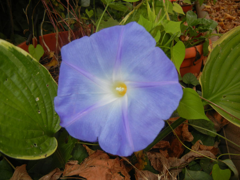 Blue Morning Glory (2016, Oct.06) - Blue Morning Glory