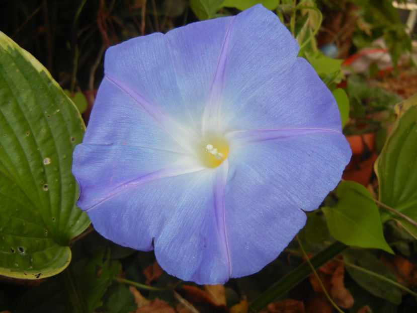 Blue Morning Glory (2016, Oct.06) - Blue Morning Glory