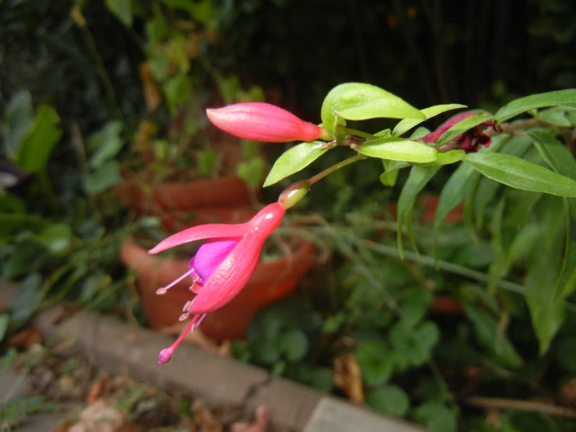 Fuchsia magellanica Gracilis (16, Sep.18) - Fuchsia magellanica Gracilis