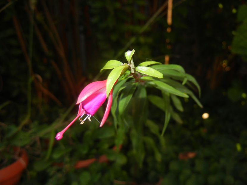 Fuchsia magellanica Gracilis (16, Sep.28) - Fuchsia magellanica Gracilis