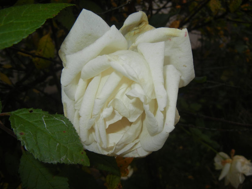 1006 Rose Adriana (2016, October 06)03 - Rose Adriana