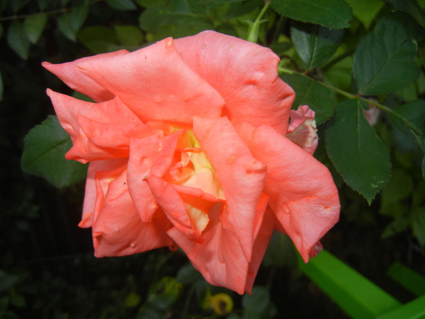 Rose Monica (2016, September 18) - Rose Monica