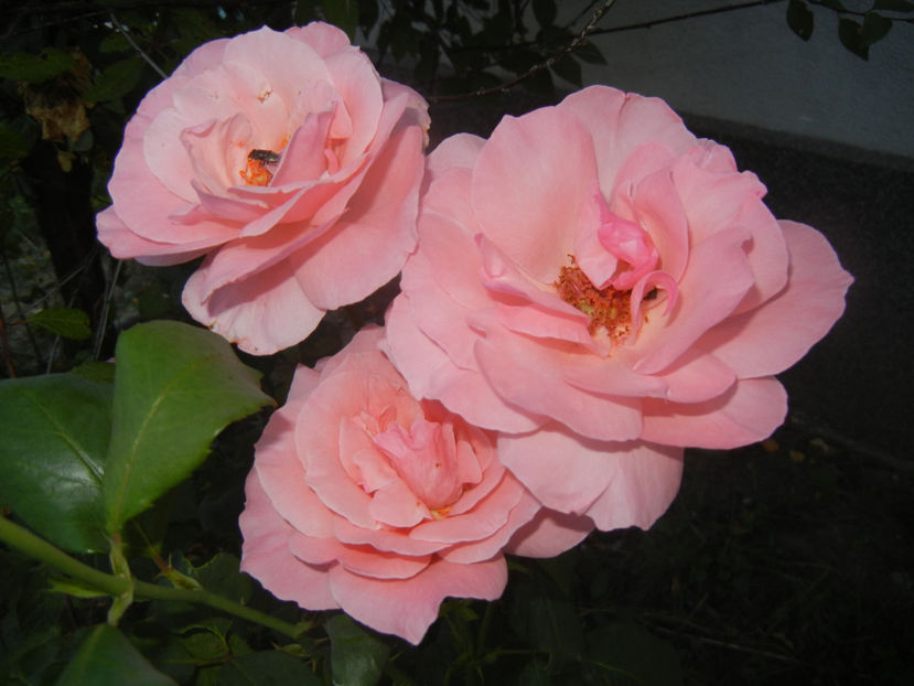 Rose Queen Elisabeth (2016, Sep.18) - Rose Queen Elisabeth