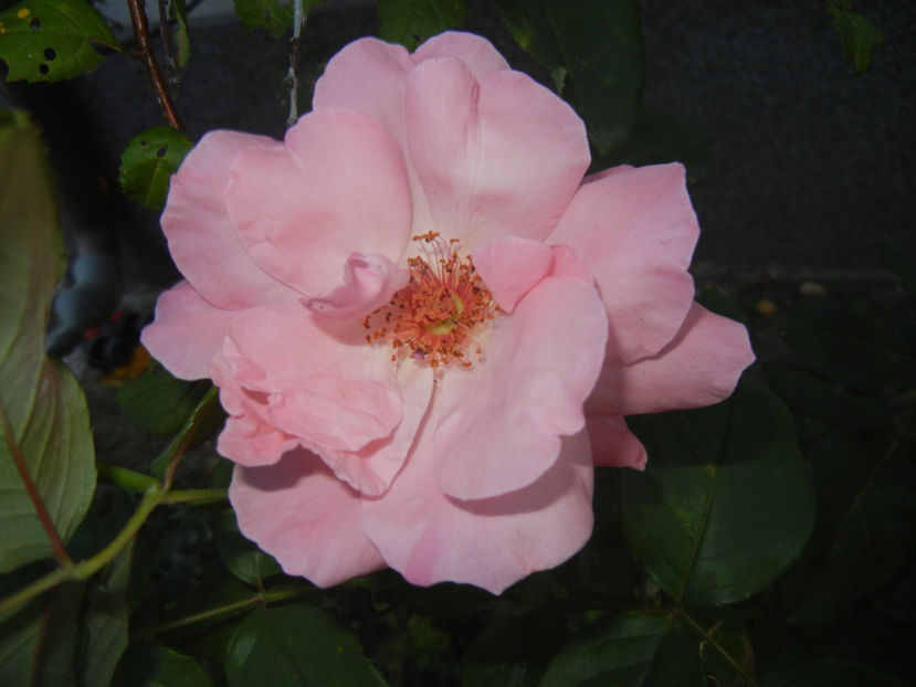 Rose Queen Elisabeth (2016, Sep.18) - Rose Queen Elisabeth