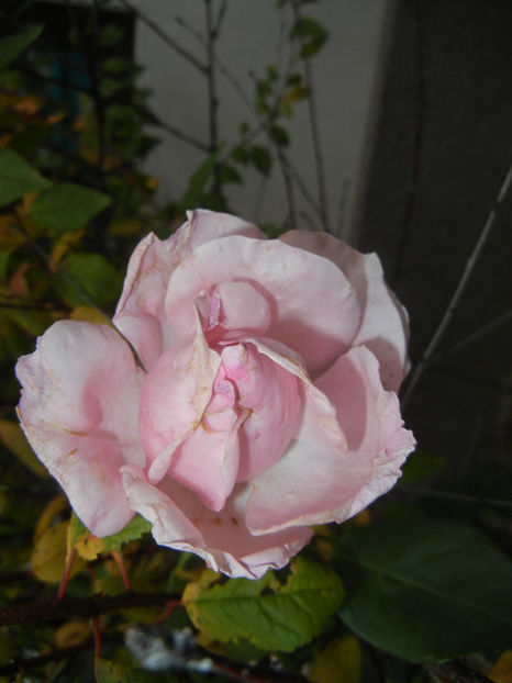 Rose Queen Elisabeth (2016, Oct.06) - Rose Queen Elisabeth