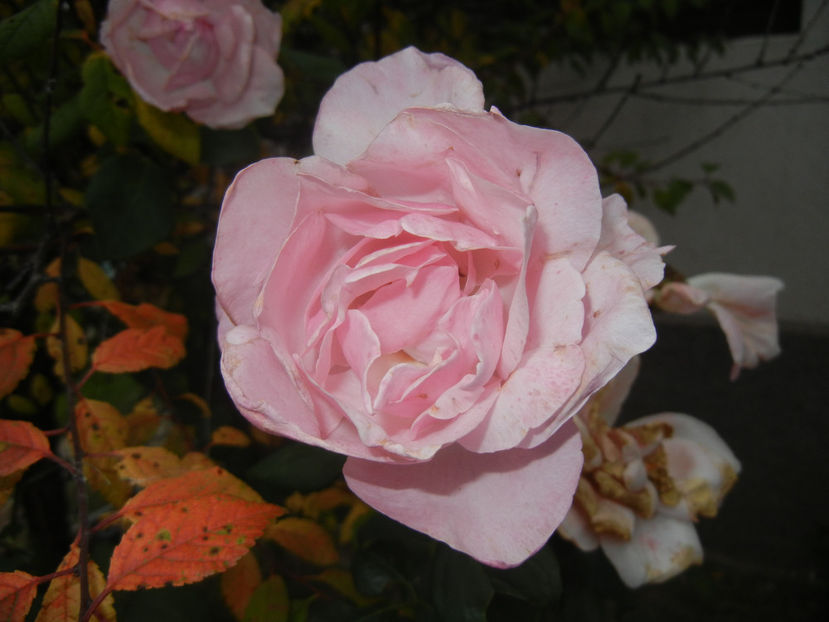 Rose Queen Elisabeth (2016, Oct.06) - Rose Queen Elisabeth