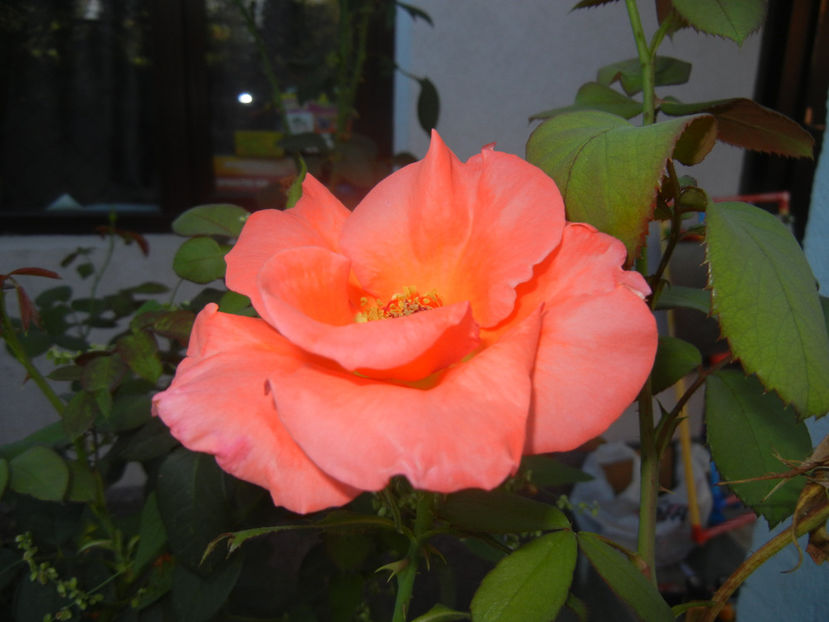 Bright Salmon Rose (2016, Sep.18) - Rose Salmon Bright