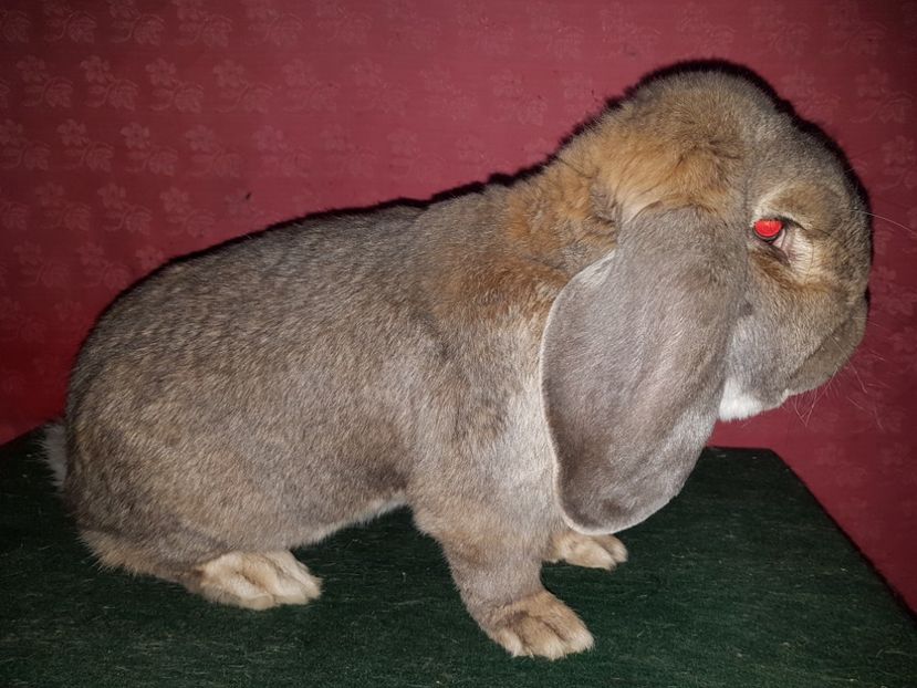  - Mascul RO505 1517-CAMPION