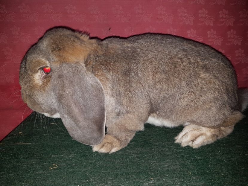  - Mascul RO505 1517-CAMPION