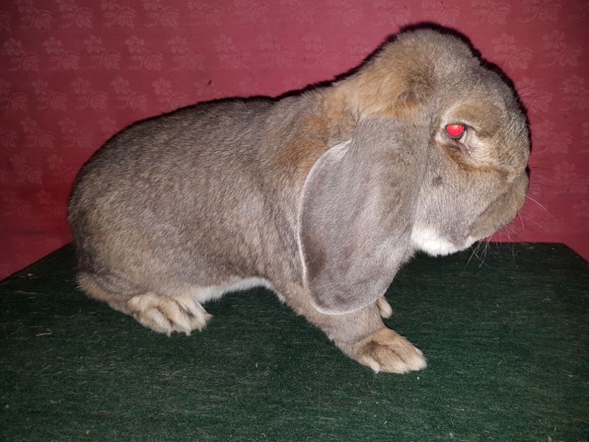  - Mascul RO505 1517-CAMPION