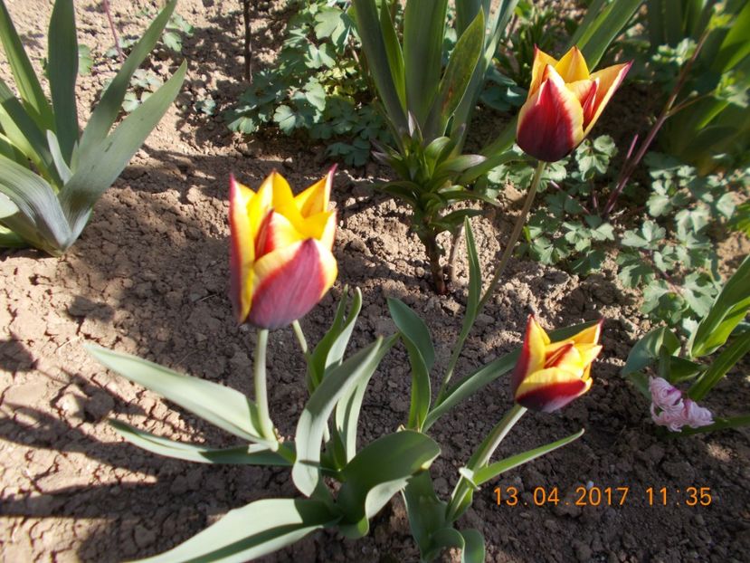  - Flori de gradina-2016-2017-2018-2019-2022