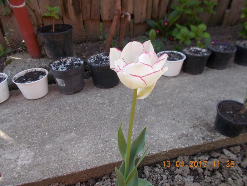  - Flori de gradina-2016-2017-2018-2019-2022