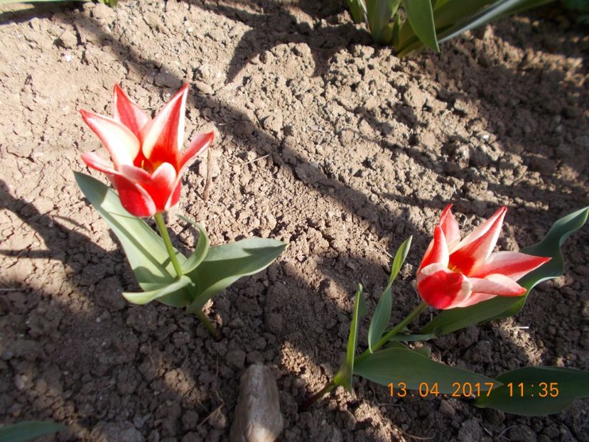  - Flori de gradina-2016-2017-2018-2019-2022