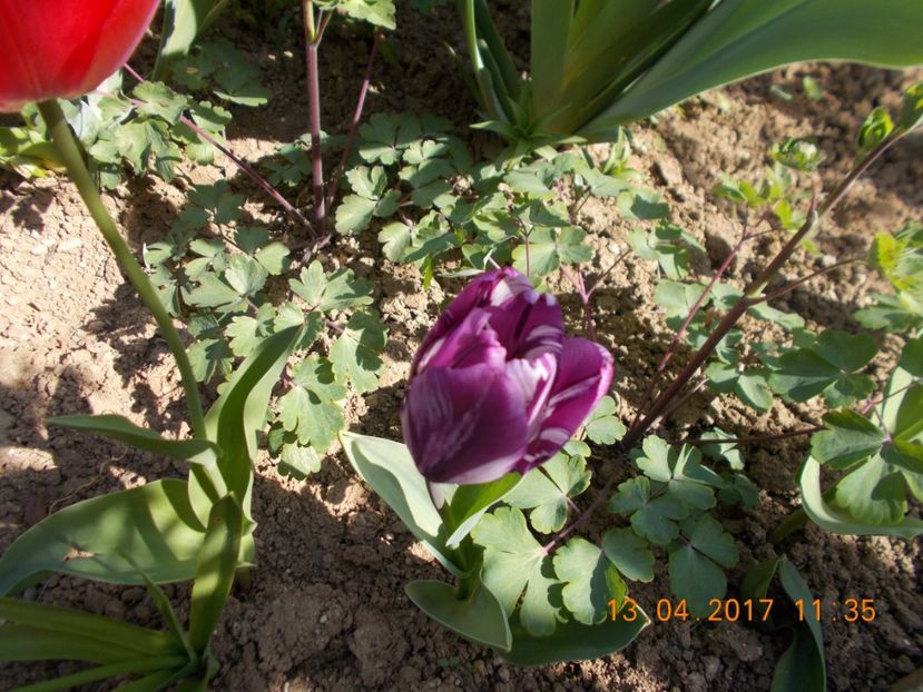  - Flori de gradina-2016-2017-2018-2019-2022