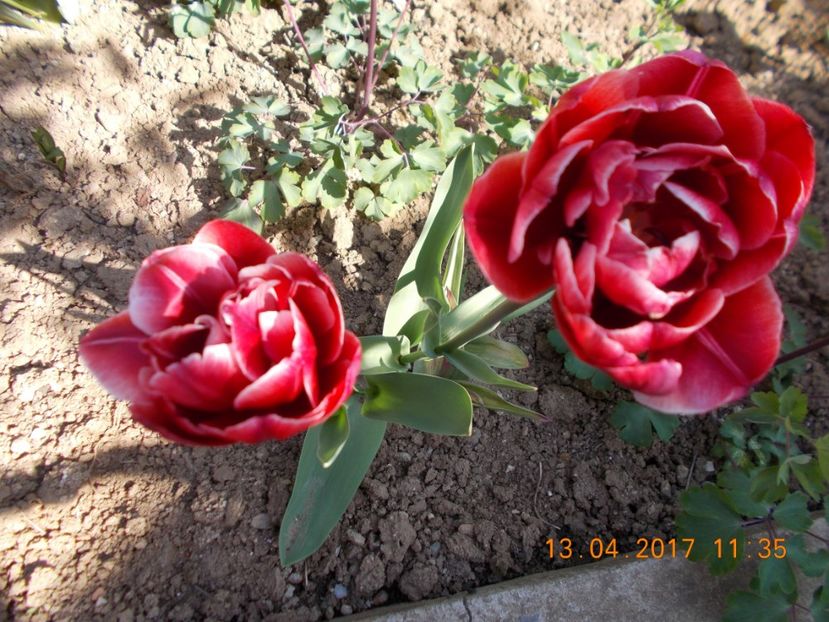 - Flori de gradina-2016-2017-2018-2019-2022