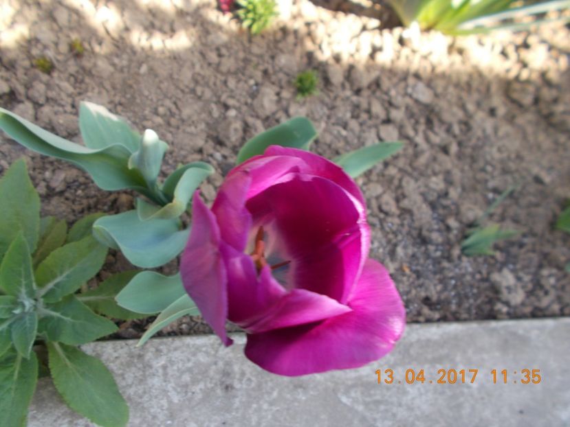  - Flori de gradina-2016-2017-2018-2019-2022