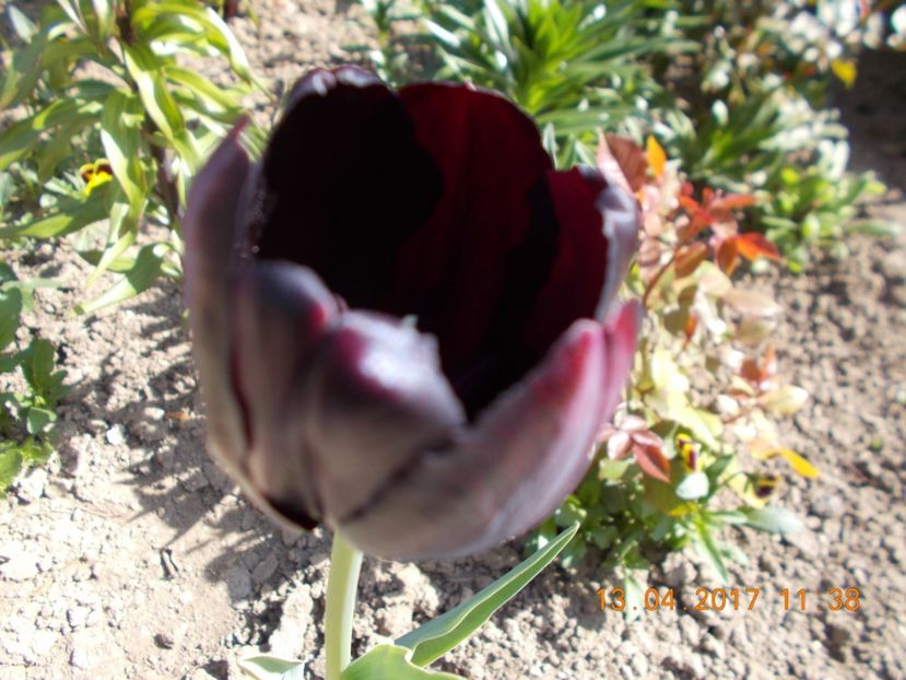  - Flori de gradina-2016-2017-2018-2019-2022