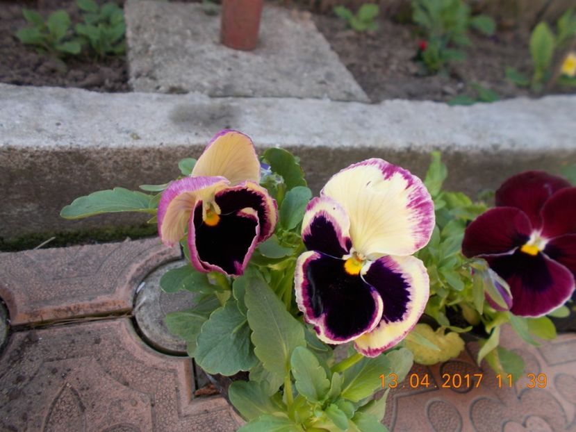 - Flori de gradina-2016-2017-2018-2019-2022