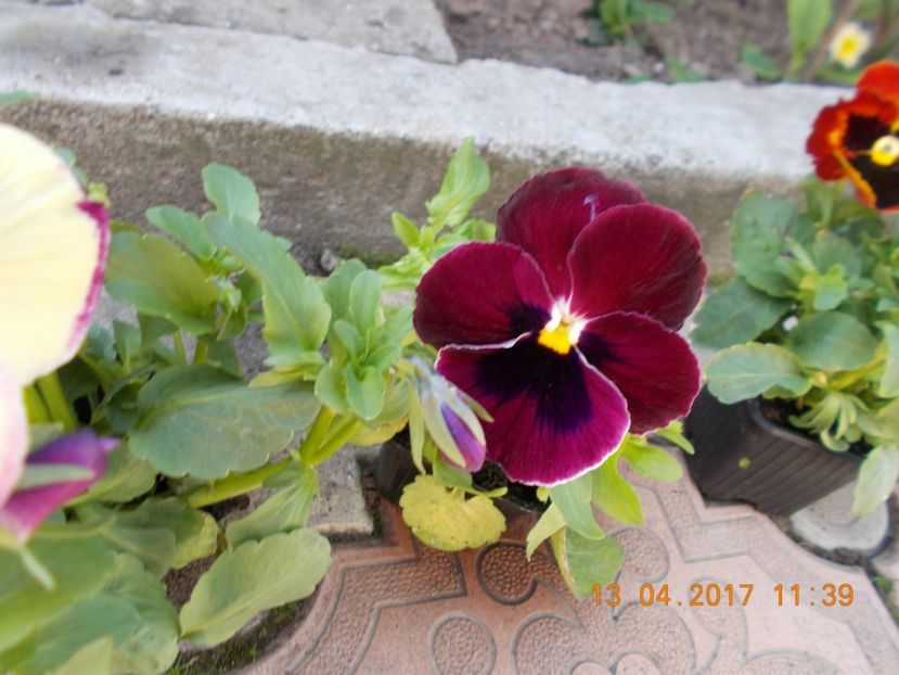  - Flori de gradina-2016-2017-2018-2019-2022