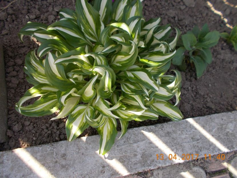  - Flori de gradina-2016-2017-2018-2019-2022