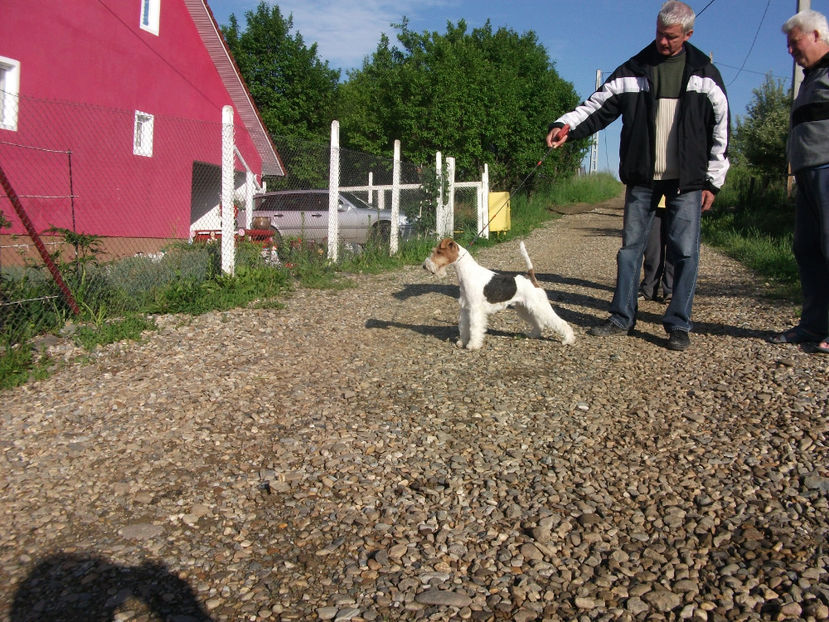  - Fox Terrier cu par sarmos