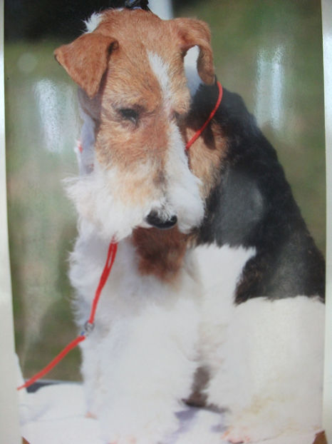  - Fox Terrier cu par sarmos