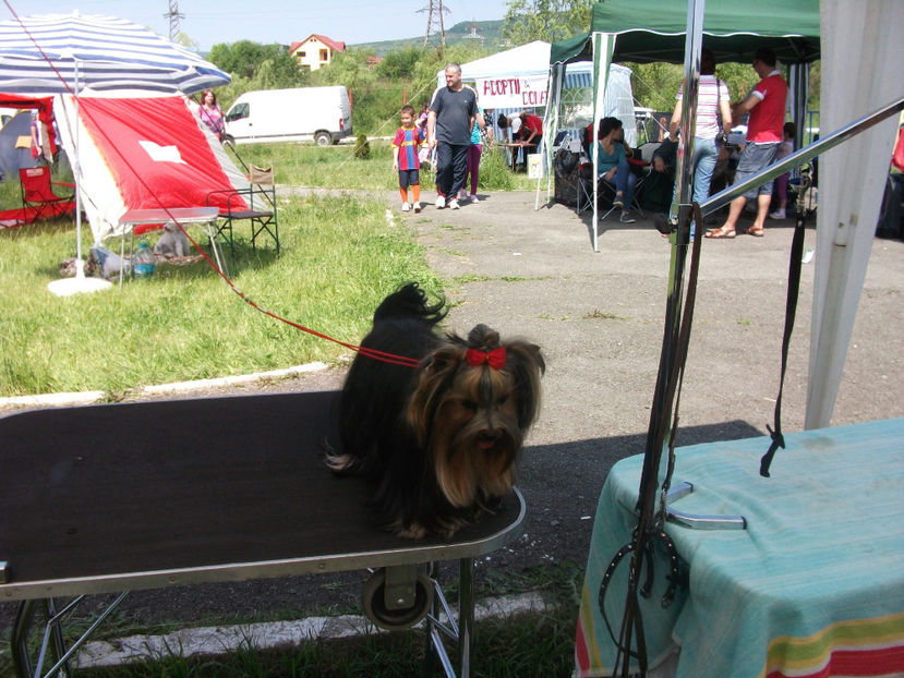 Copy of DSCF8506 - yorkshire terrier