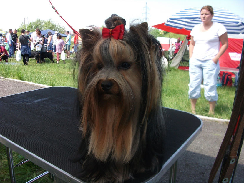  - yorkshire terrier