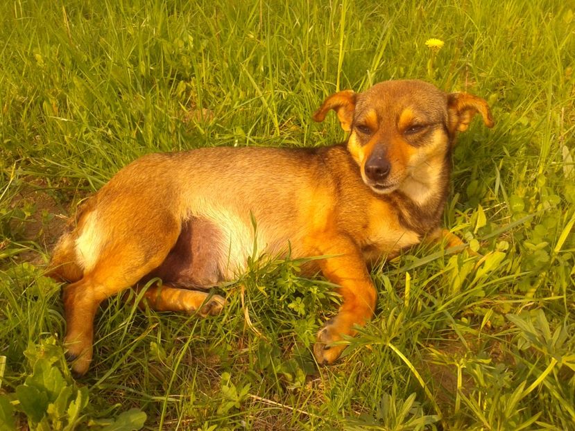 ......6 saptamani de gestatie - AAAAAAAAA__DIVA_OSMI URMASUL LUI OSMAN IN MEMORIAM