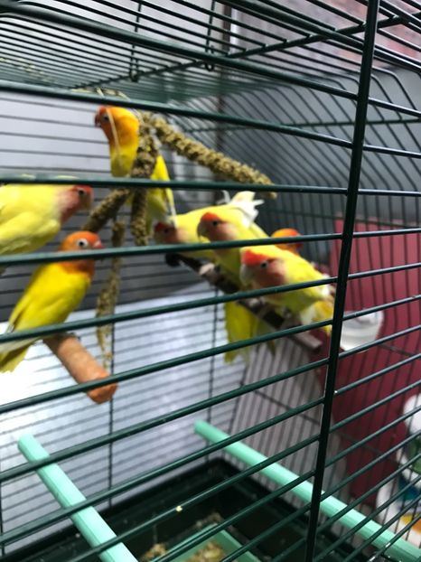  - De vânzare agapornis 2018