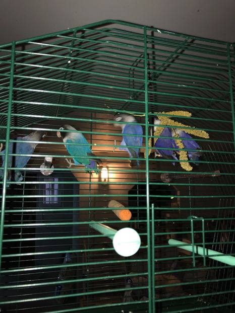  - De vânzare agapornis 2018