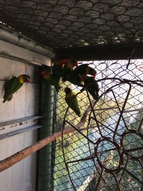  - De vânzare agapornis 2018