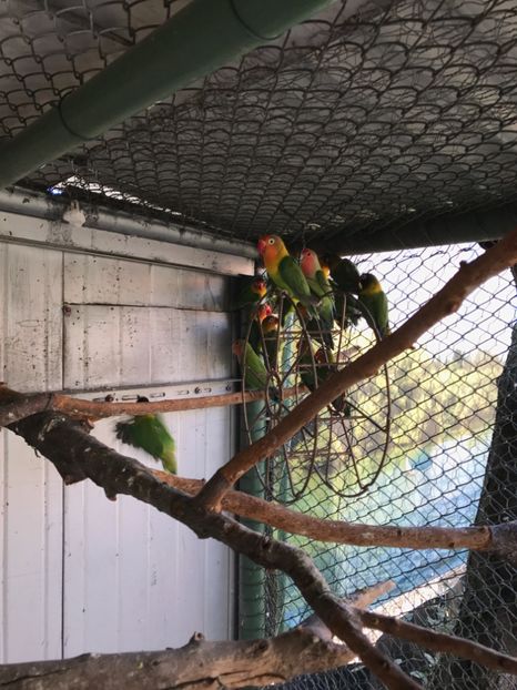  - De vânzare agapornis 2018