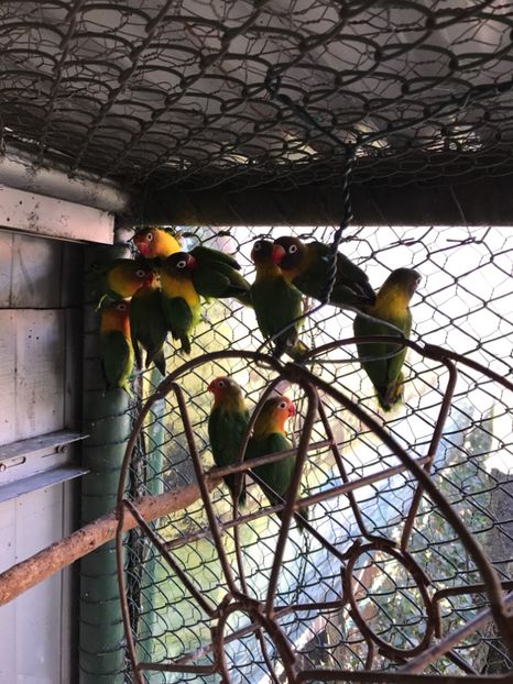  - De vânzare agapornis 2018